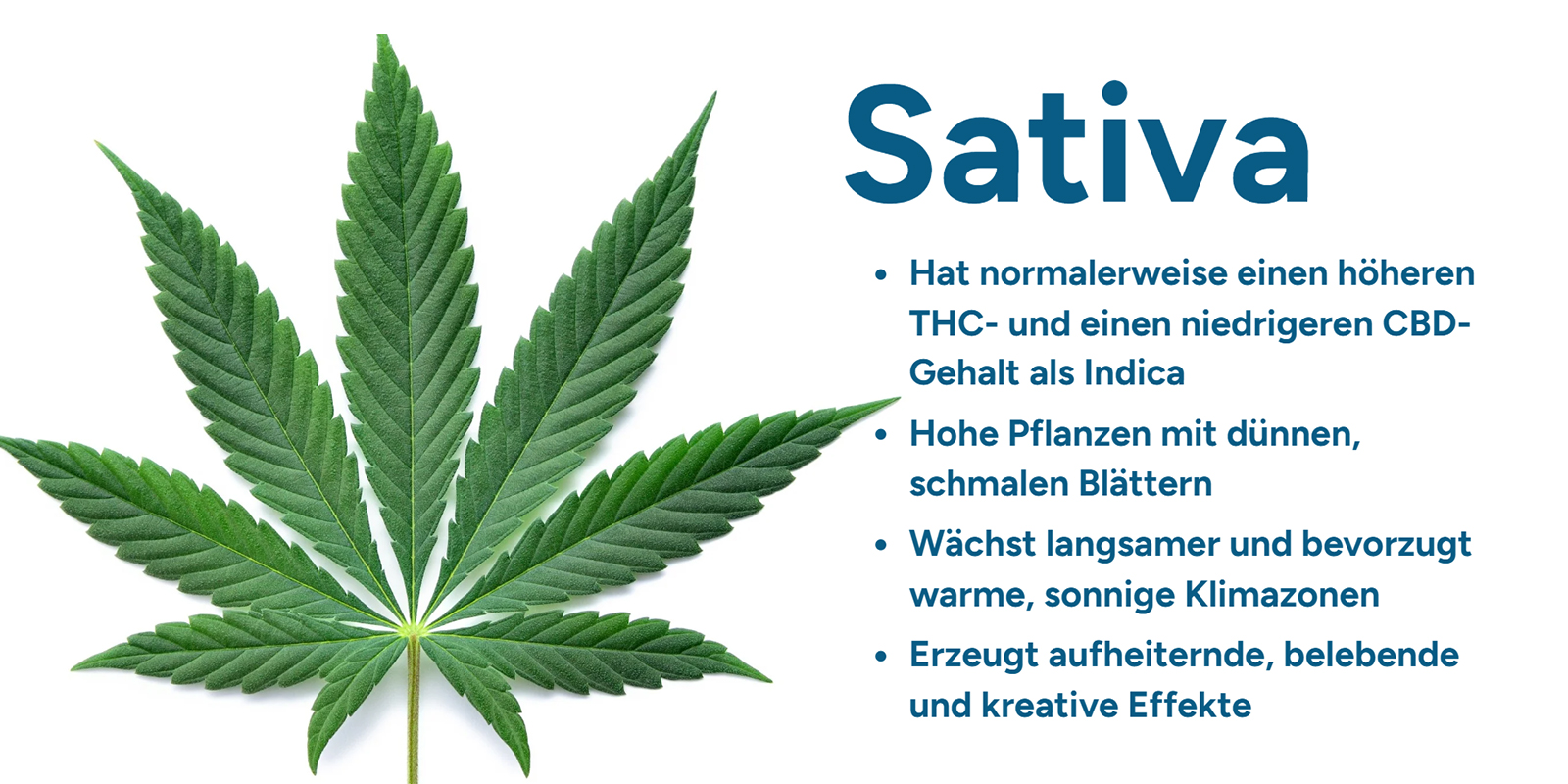 Cannabis sativa verstehen