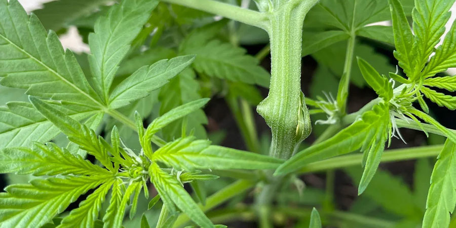 Häufige Fehler Beim Supercropping Und Wie Man Sie Vermeidet Häufige Fehler Beim Supercropping Und Wie Man Sie Vermeidet