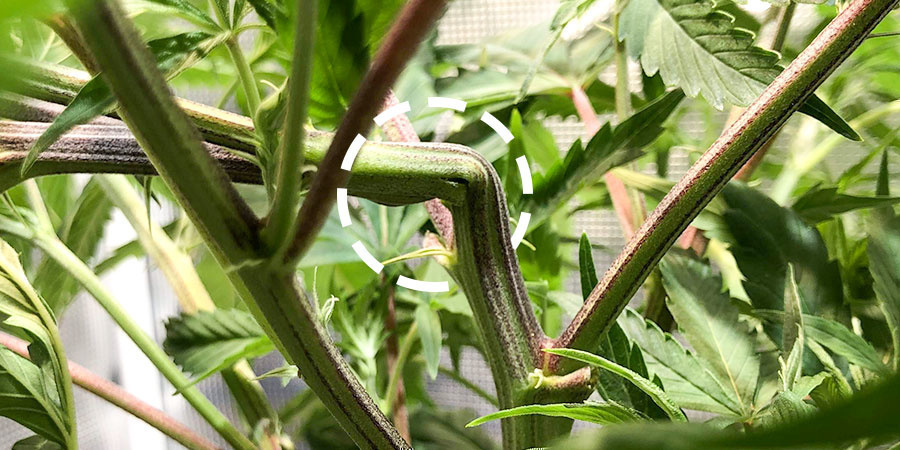 So Wendet Man Bei Cannabis Supercropping An So Wendet Man Bei Cannabis Supercropping An