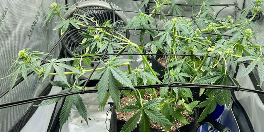 Supercropping: Tipps Und Tricks Für Fortgeschrittene Supercropping: Tipps Und Tricks Für Fortgeschrittene