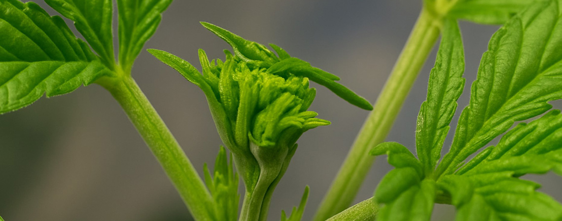 Fimming von Cannabis für größere Erträge: Wann & wie du deine Pflanzen fimmen solltest