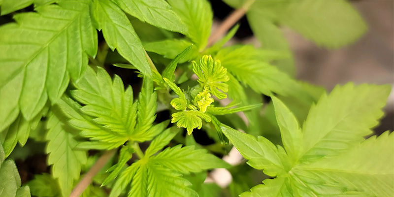 Ist Fimming die beste Schnitttechnik für Cannabis? Ist Fimming die beste Schnitttechnik für Cannabis?