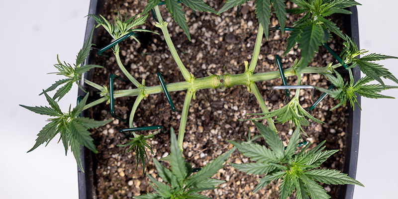 Low-Stress-Training (LST) Low-Stress-Training (LST)