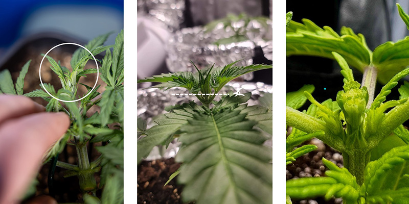 Schritt‑für‑Schritt: Wie du Cannabis richtig fimmen kannst Schritt‑für‑Schritt: Wie du Cannabis richtig fimmen kannst