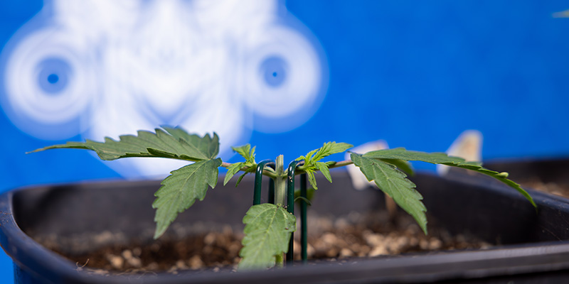 Topping-Technik Topping-Technik