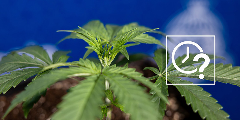 Wann solltest du deine Pflanzen fimmen? Wann solltest du deine Pflanzen fimmen?