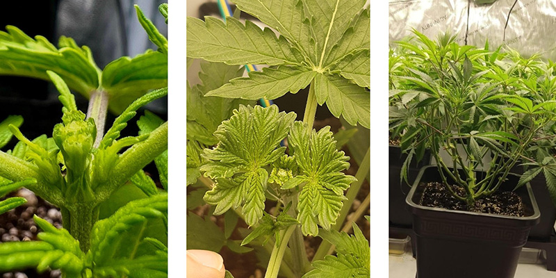 Warum Fimming bei Cannabis? Warum Fimming bei Cannabis?