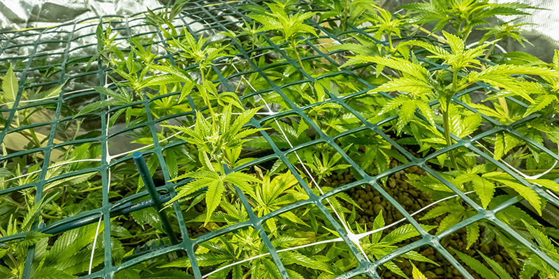 Screen of Green (ScrOG)-Methode Screen of Green (ScrOG)-Methode