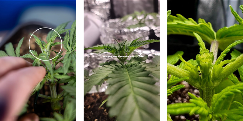 Schritt‑für‑Schritt: Wie du Cannabis richtig fimmen kannst Schritt‑für‑Schritt: Wie du Cannabis richtig fimmen kannst