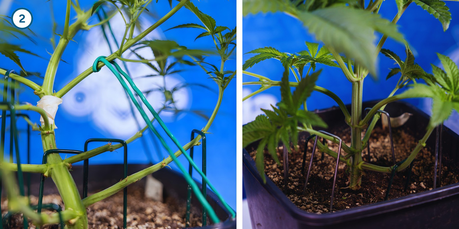 Frühe Pflanzentrainings-Techniken