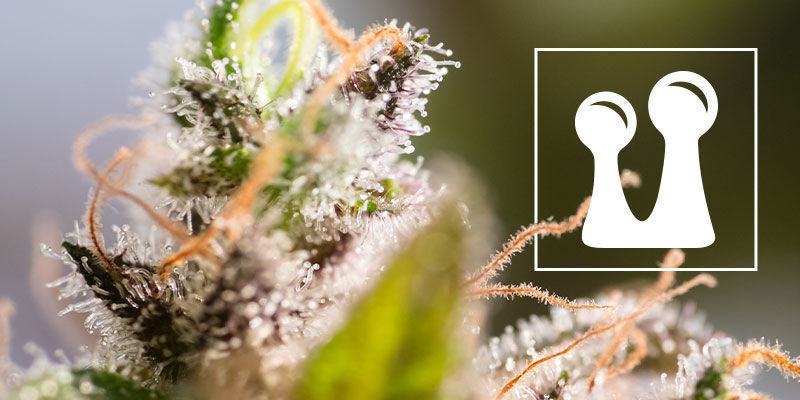 Alles Wissenswerte Über Trichome Alles Wissenswerte Über Trichome
