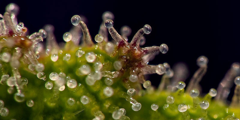 Nutze Trichome Auf Dem Höhepunkt Ihrer Entwicklung! Nutze Trichome auf dem Höhepunkt ihrer Entwicklung!