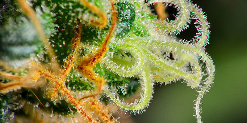 Trichome Ohne Drüsen Trichome ohne Drüsen