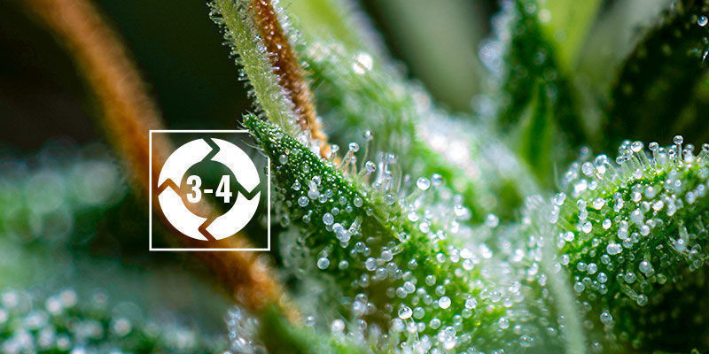 Der Lebenszyklus Der Trichome Der Lebenszyklus der Trichome