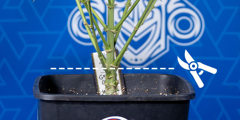 Ernte der ganzen Pflanze Ernte der ganzen Pflanze