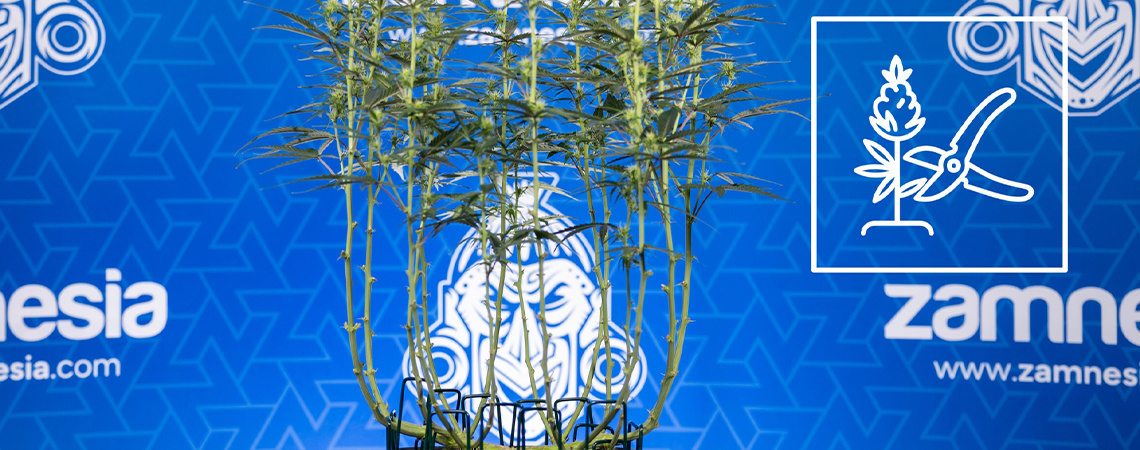 So lollipoppt man Cannabis