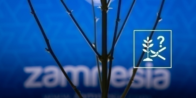 Kann man Autoflowers lollipoppen?