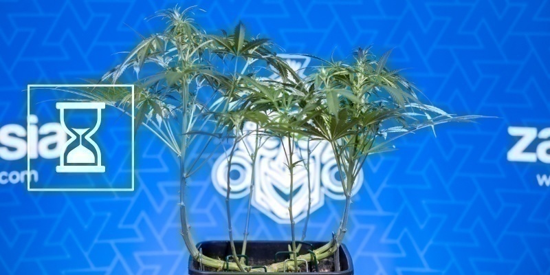 Häufige Fehler beim Lollipopping