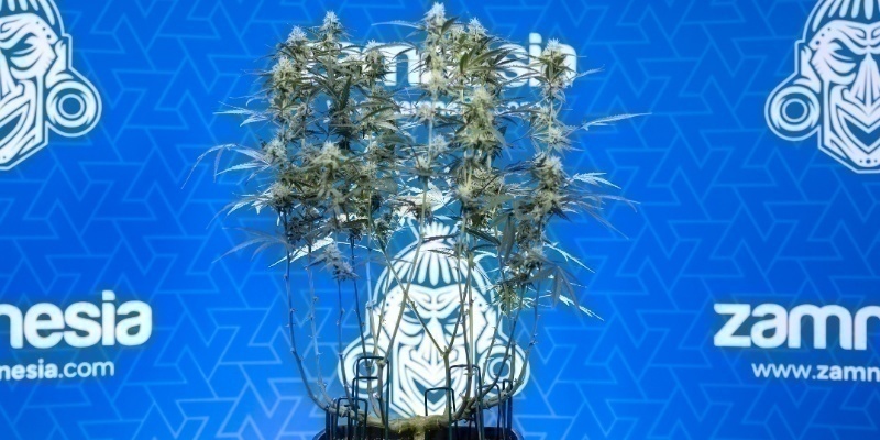 Lollipoppen wie ein Profi – mit Zamnesia besser growen