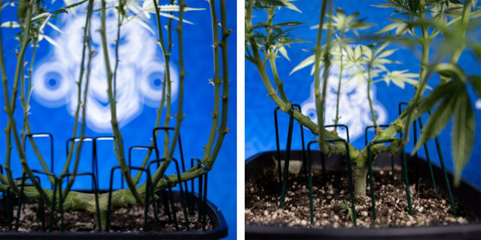 Lollipopping vs. Entlaubung