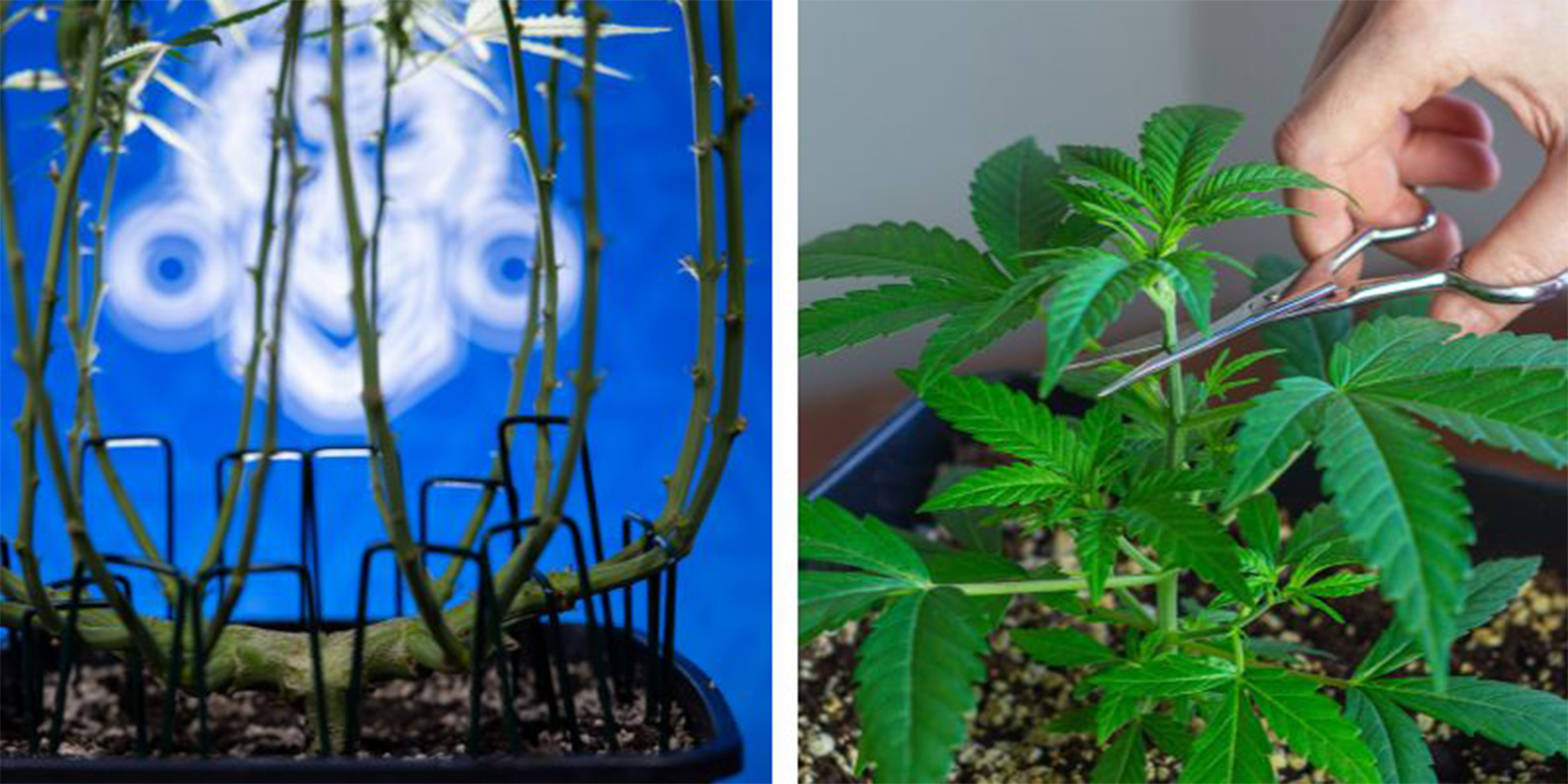 Lollipopping vs. Topping und FIMing