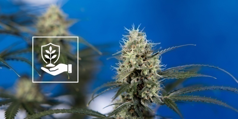 Pflanzenpflege nach dem Lollipopping