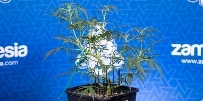 Anzeichen dafür, dass eine Pflanze bereit ist