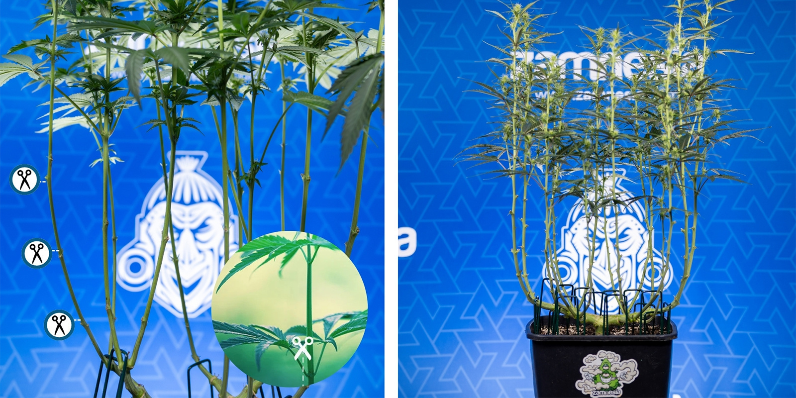 Schritt 3: Vorsichtig schneiden