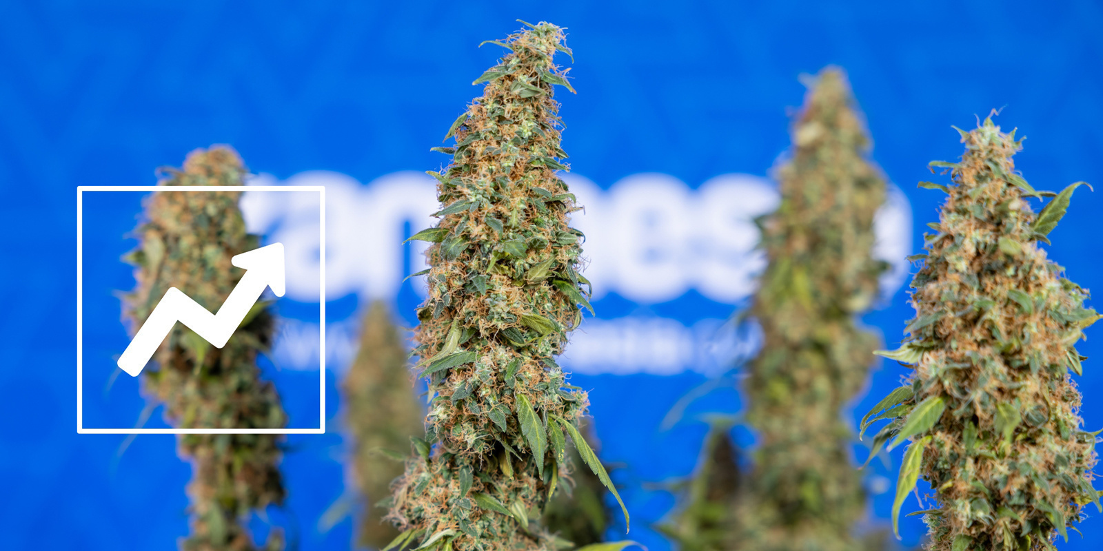 Die Vorteile des Lollipoppings