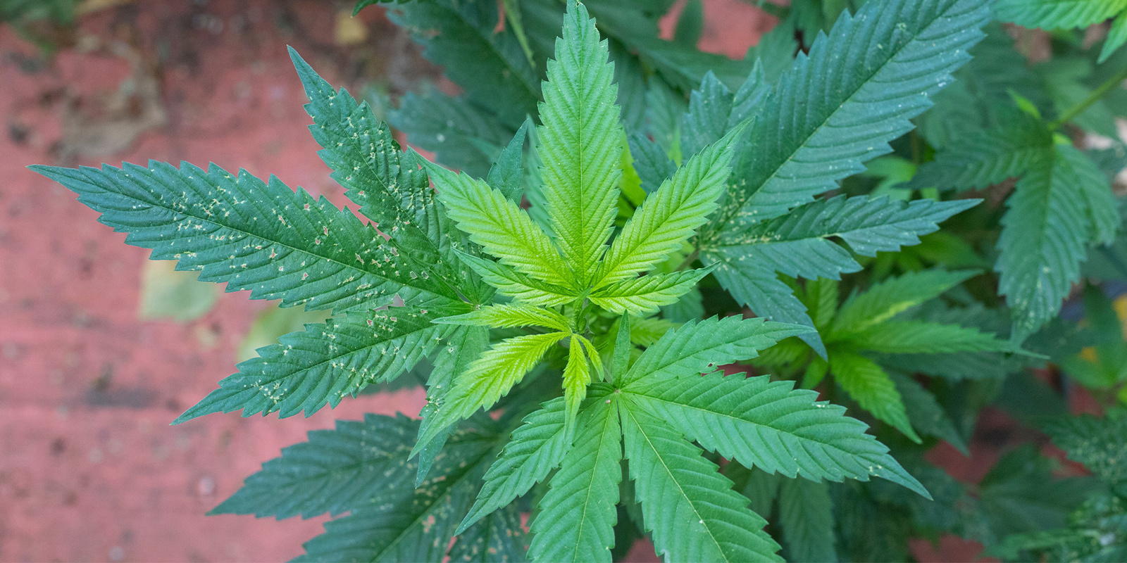 Auf Stresssignale achten