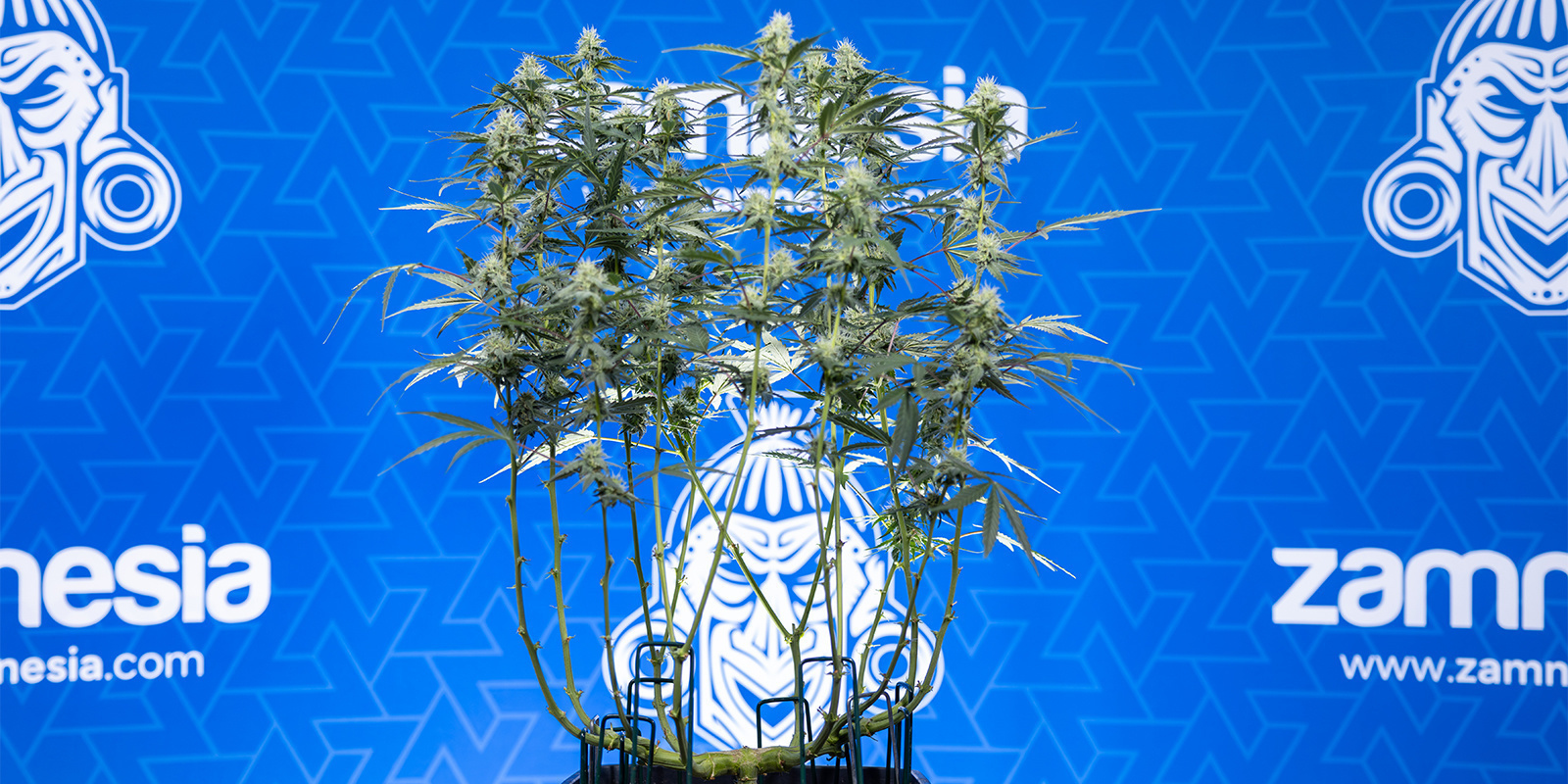 Was ist Lollipopping?