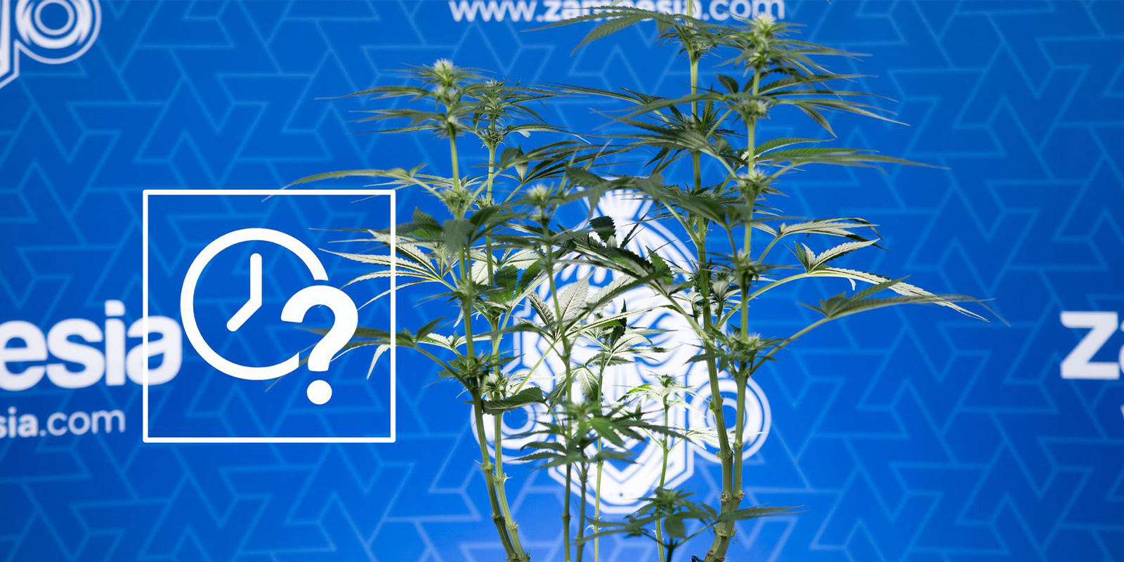 Wann sollte man Cannabispflanzen lollipoppen?