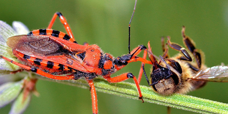 Nützliche Insekten Zur Verbesserung Des Cannabisanbaus Nützliche Insekten zur Verbesserung des Cannabisanbaus