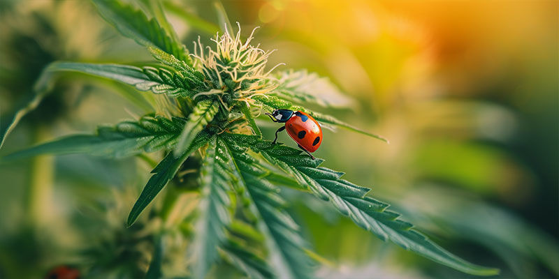 Marienkäfer Marienkäfer