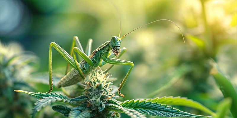 Gottesanbeterin Gottesanbeterin