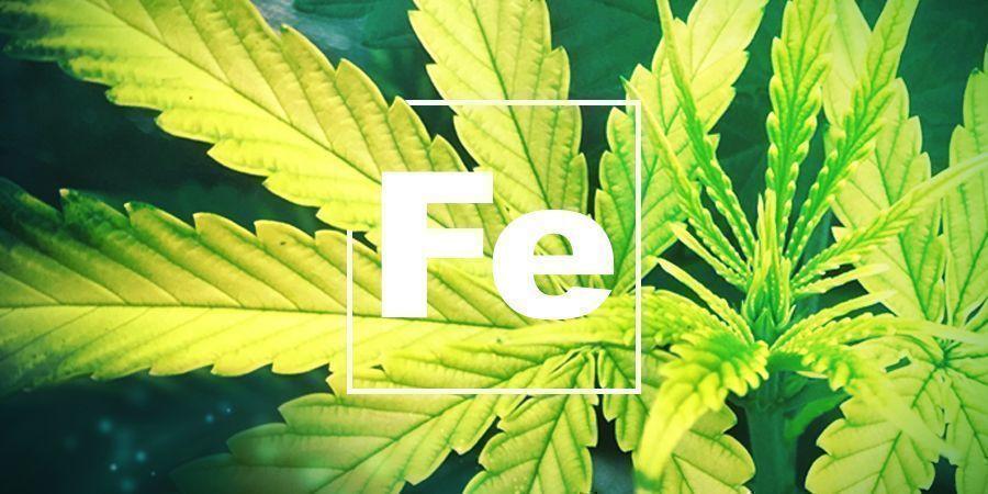 Eisenmangel EISENMANGEL