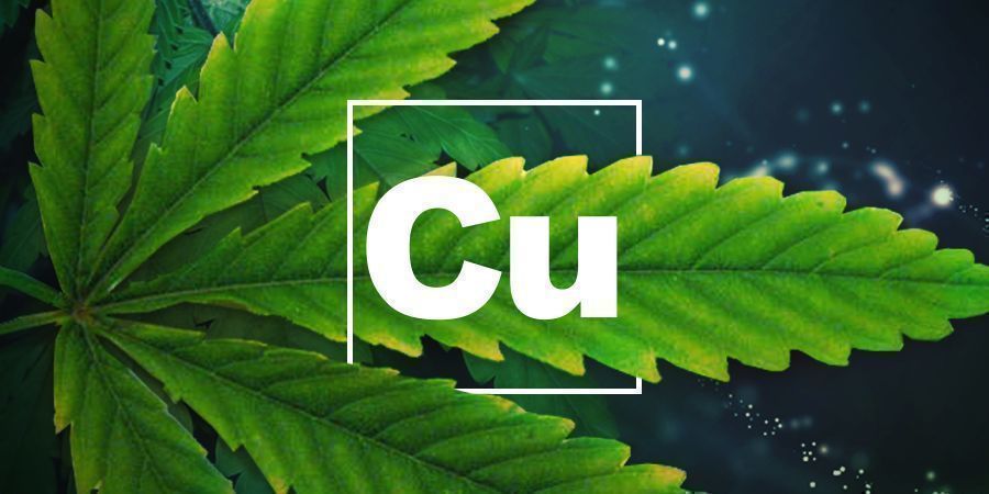 Kupfermangel KUPFERMANGEL