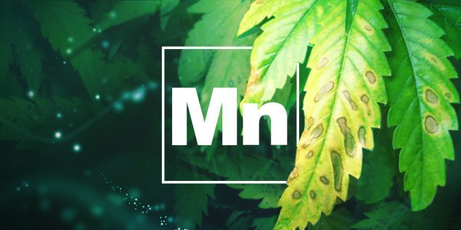 Manganmangel MANGANMANGEL