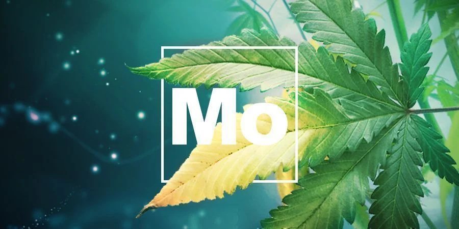 Molybdänmangel MOLYBDÄNMANGEL