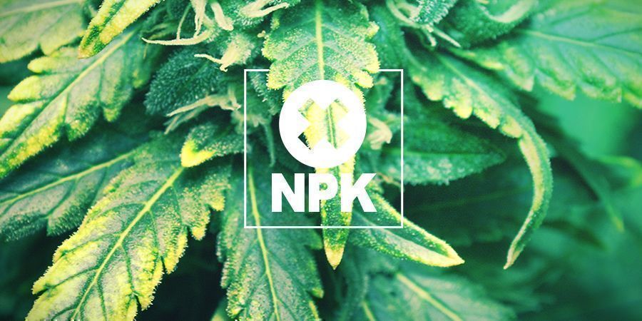 Makro- Und Mikronährstoffmängel  Makro- Und Mikronährstoffmängel