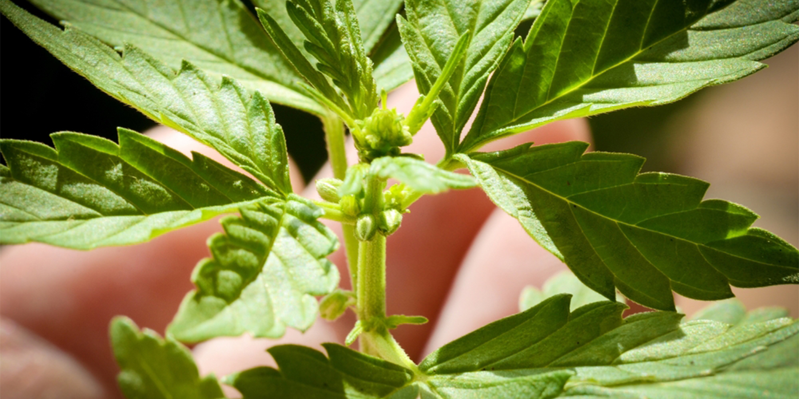Häufige Fehler beim Bestimmen des Cannabis-Geschlechts Häufige Fehler beim Bestimmen des Cannabis-Geschlechts