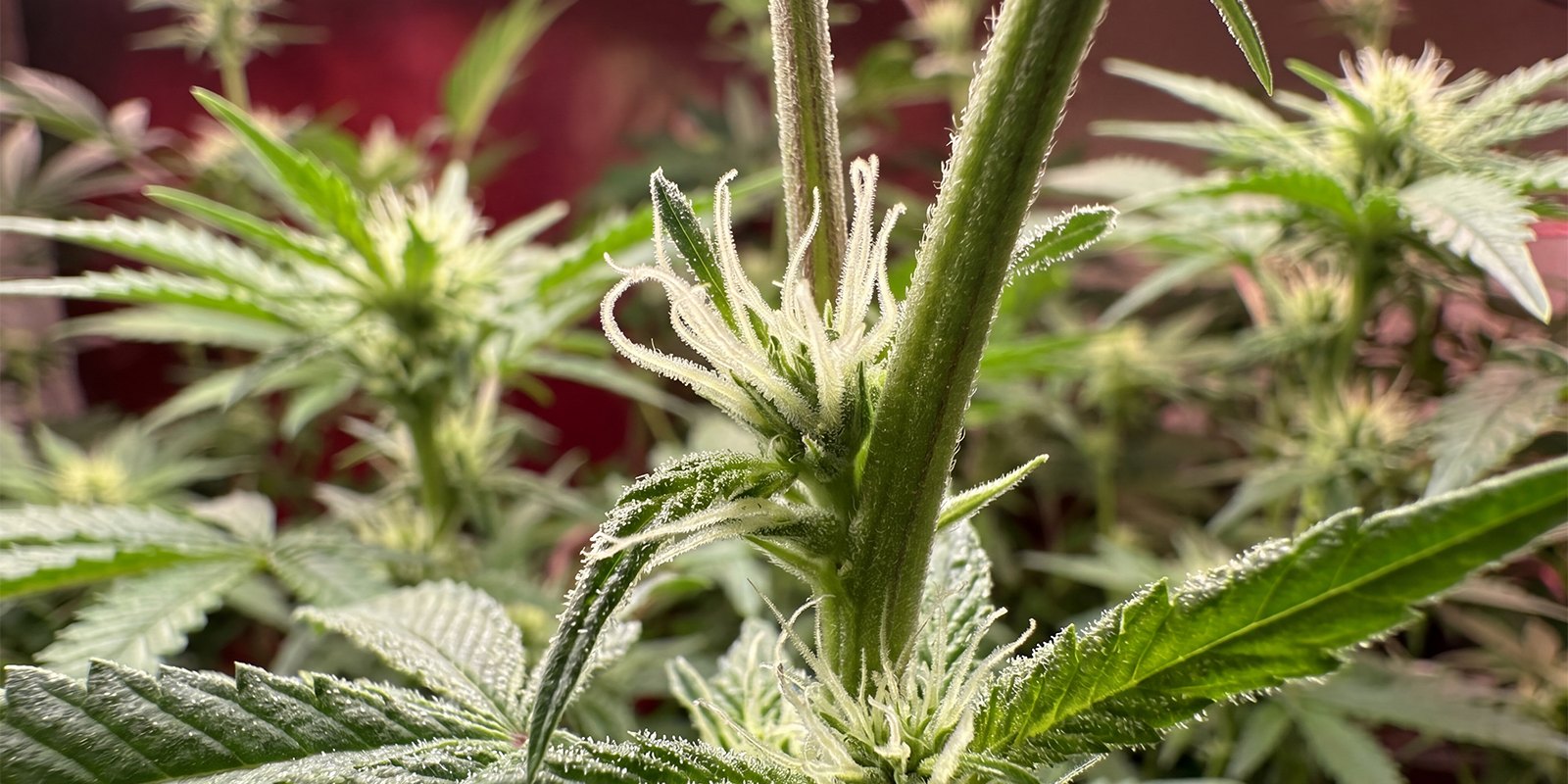 Frühe Anzeichen einer weiblichen Cannabispflanze Frühe Anzeichen einer weiblichen Cannabispflanze