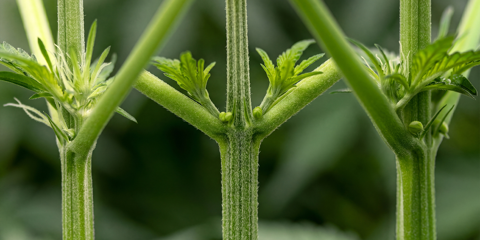 Frühe Anzeichen einer männlichen Cannabispflanze Frühe Anzeichen einer männlichen Cannabispflanze