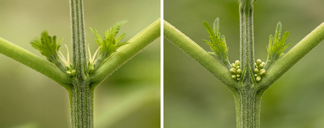 Wie man männliche vs. weibliche Cannabispflanzen erkennt Wie man männliche vs. weibliche Cannabispflanzen erkennt