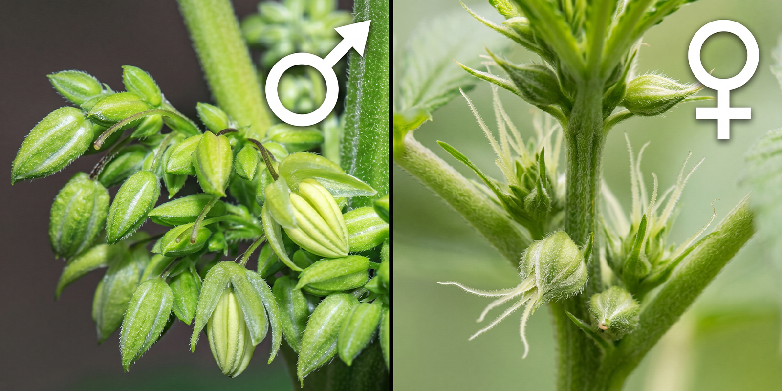 Männliche vs. weibliche Cannabispflanzen: wichtigste Unterschiede auf einen Blick Männliche vs. weibliche Cannabispflanzen: wichtigste Unterschiede auf einen Blick