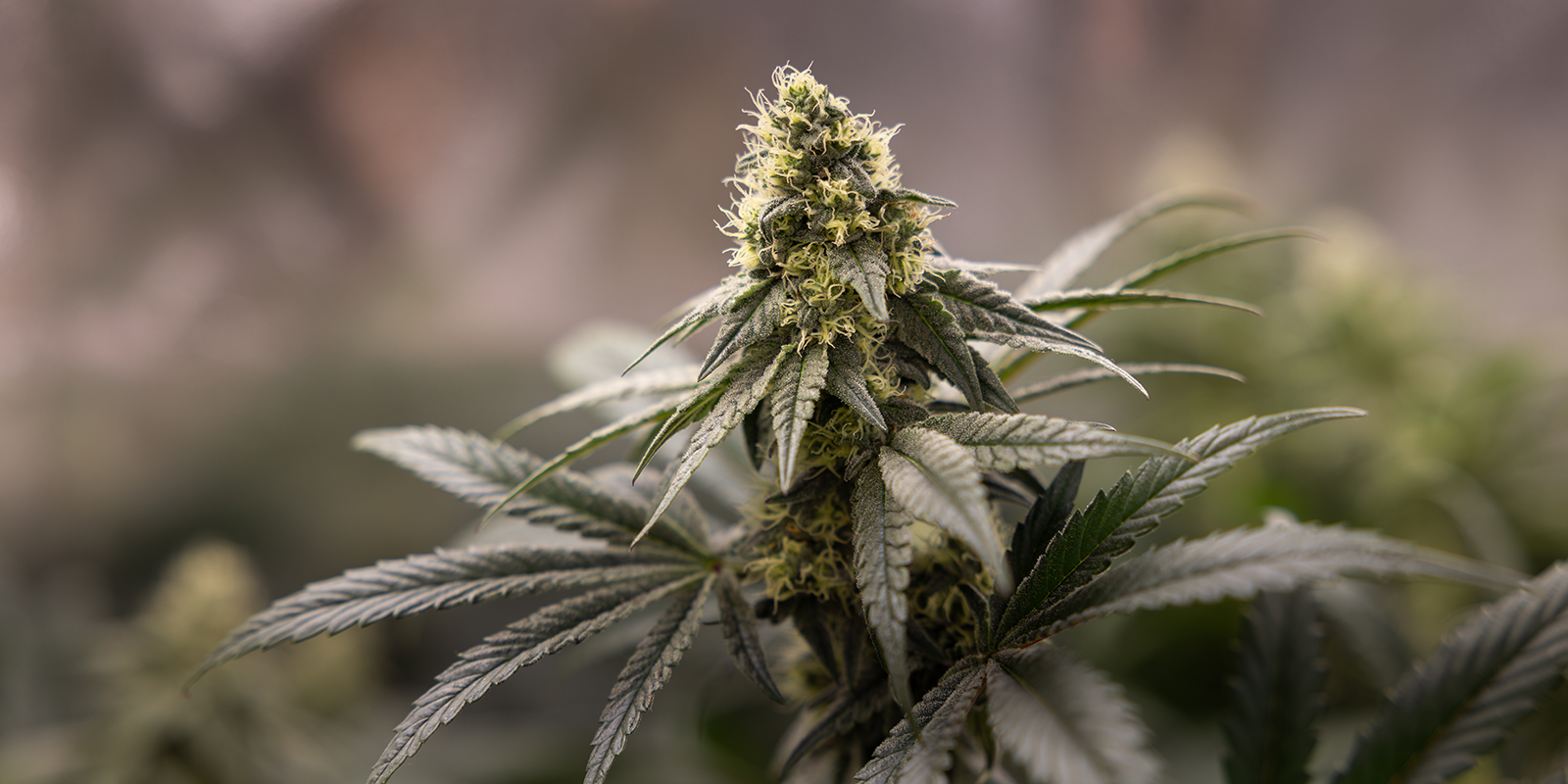 Cannabis-Vorblüten verstehen Cannabis-Vorblüten verstehen