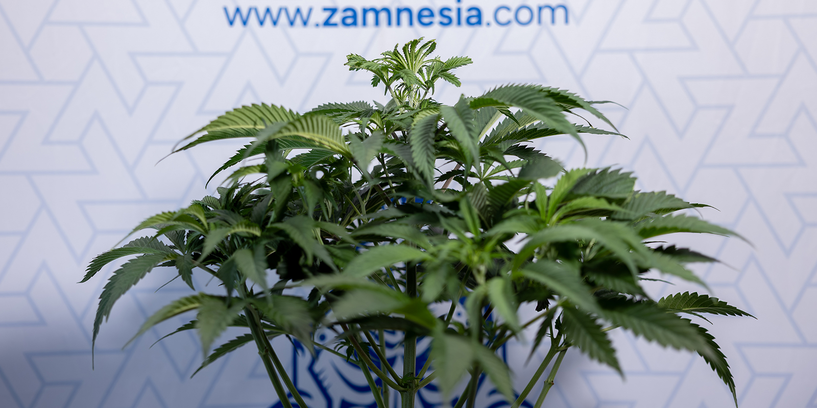 Wann erkennt man, ob eine Cannabispflanze männlich oder weiblich ist? Wann erkennt man, ob eine Cannabispflanze männlich oder weiblich ist?