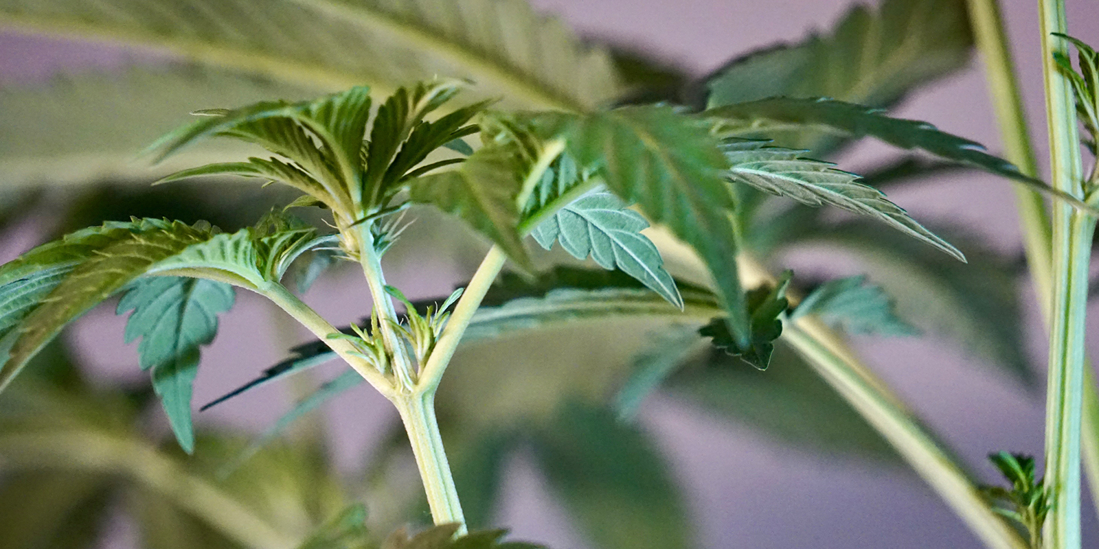 Frühe Anzeichen einer weiblichen Cannabispflanze Frühe Anzeichen einer weiblichen Cannabispflanze