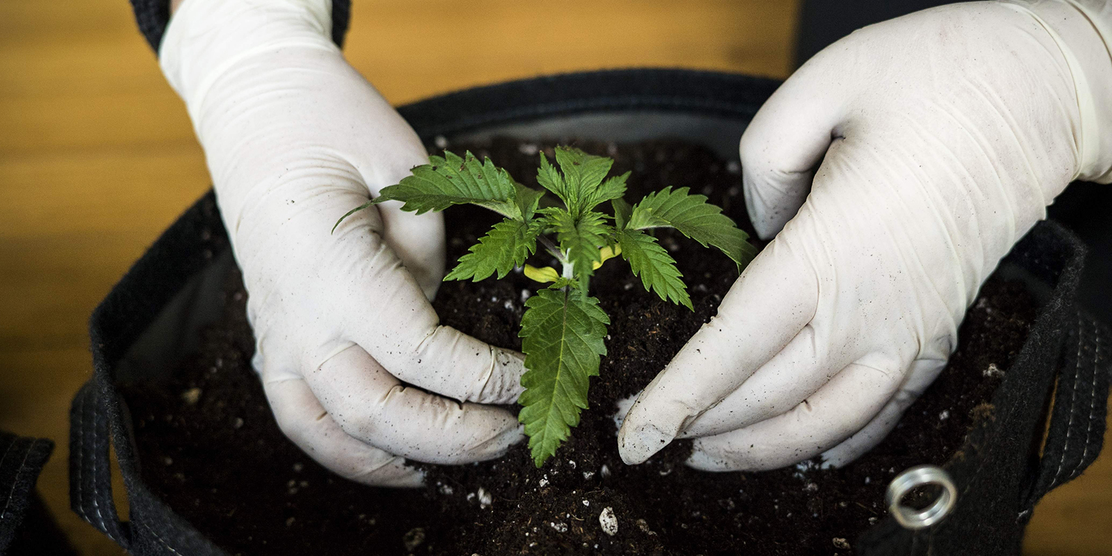 Wie lange dauert die S&auml;mlingsphase bei Cannabis?