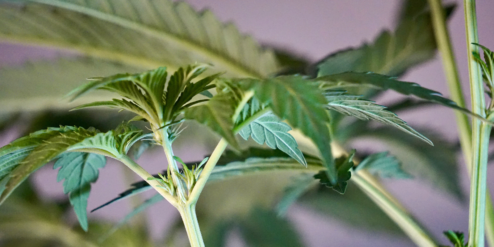 Was kommt nach der S&auml;mlingsphase?